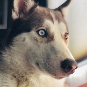 Meet your Posher, Josh